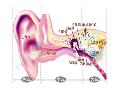 耳廓上長毛